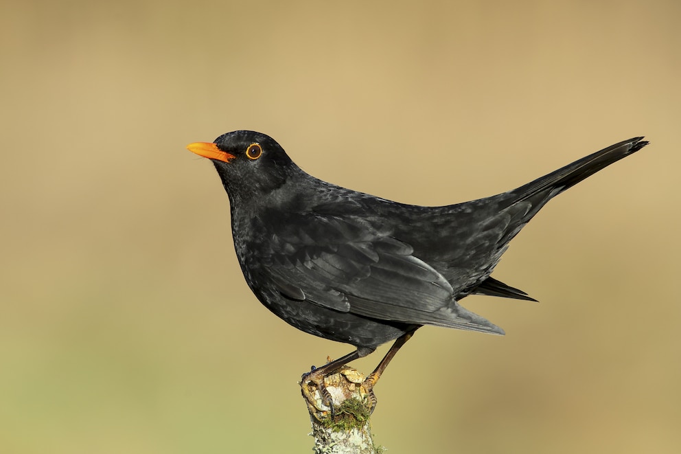 Schwarzes Gefieder und gelber Schnabel? Hier ist klar: Es kann nur ein Amselm&auml;nnchen sein.