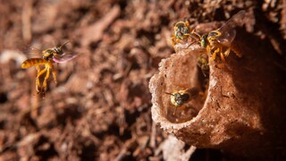 Stachellose Bienen (Tetragonisca angustula) in Brasilien