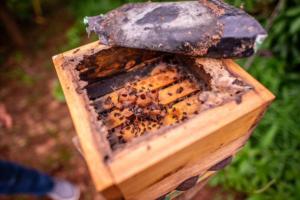Close-up of a wax nest of stingless bees in a small wooden box