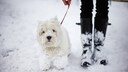 Ein wei&szlig;er West Highland Terrier beim Spaziergang im Schnee