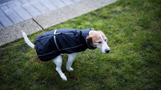 Parson Terrier mit blauem Hundemantel beim Kotabsetzen auf der Wiese