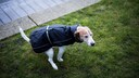 Parson Terrier mit blauem Hundemantel beim Kotabsetzen auf der Wiese