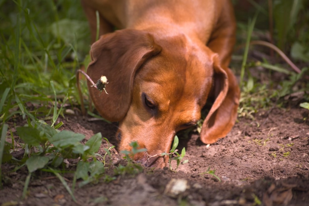 Mein Hund Frisst Erde