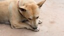 Hund leckt Pfote