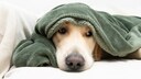 Hund unter einer Decke