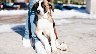 Junger Hund, der auf dem Fuß seines Menschen sitzt und sich an ihn anlehnt
