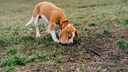 Beagle schn&uuml;ffelt auf dem Boden
