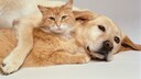 Hund und Katze kuscheln
