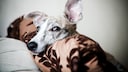 Whippet mit gro&szlig;en Ohren lauscht