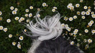 Hundehaare an buschiger Rute auf grünem Rasen mit Gänseblümchen