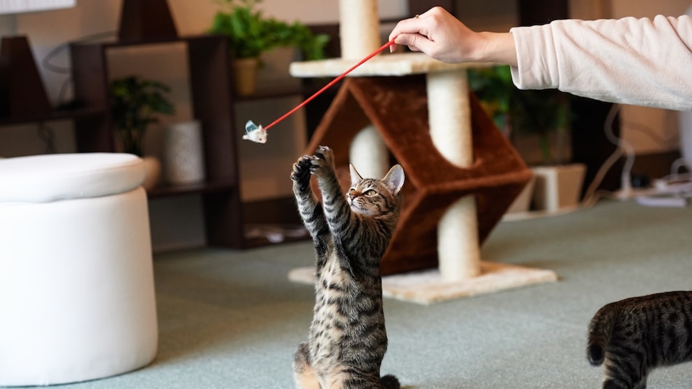 Katze spielt mit Spielangel