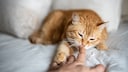 Orange Katze liegt im Bett und schn&uuml;ffelt an der Hand