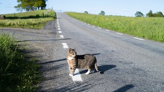 Katz steht mitten auf einer Straße