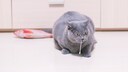 Eine Katze spielt mit einem Wattest&auml;bchen, anstatt mit ihrem Spielzeug