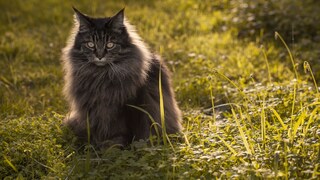 Eine Maine Coon im Gras