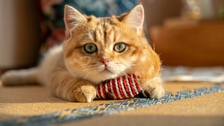 Was taugt beliebtes Katzenspielzeug auf Amazon? Im unserem PETBOOK-Test vielen einige durch.