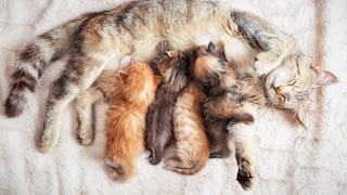 Mutterkatze säugt ihre Kätzchen, die alle unterschiedlich aussehen
