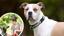 Der American Bulldog gilt in manchen Bundesl&auml;ndern als Listenhund &ndash; und das nicht ohne Grund, wie Vanessa Bokr von der Hellhound-Foundation erkl&auml;rt.