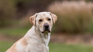 Labrador Retriever