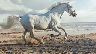 Lipizzaner, ein weißes Pferd galoppiert am Strand