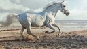 Lipizzaner, ein wei&szlig;es Pferd galoppiert am Strand
