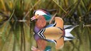 Mandarinente schwimmt auf dem See