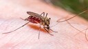 M&uuml;cke (Culex pipiens) suagt Menschenblut