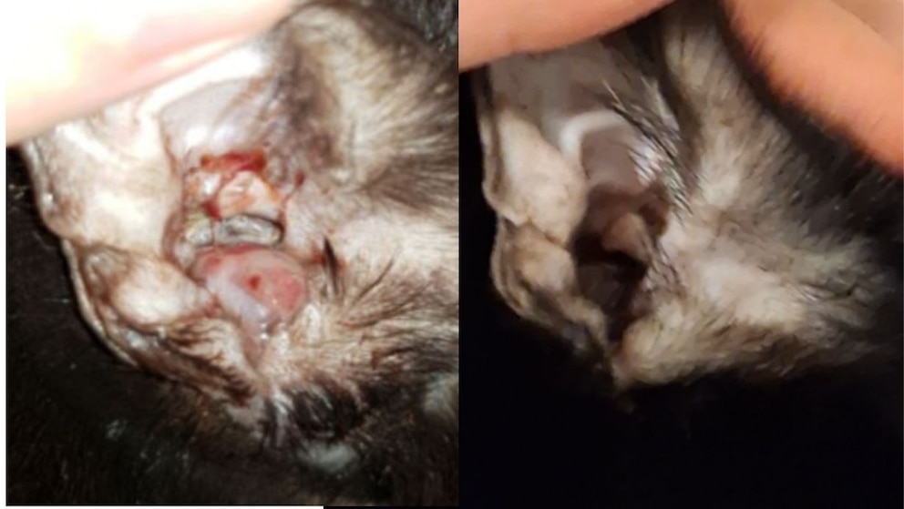 Ohrpolyp von Katze Kicia vor (links) und nach der Behandlung mit Manuka-Honig