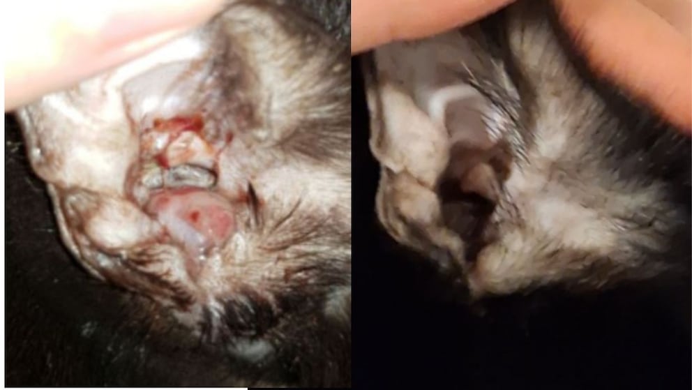 Ear polyp of cat Kicia before (left) and after treatment with Manuka honey