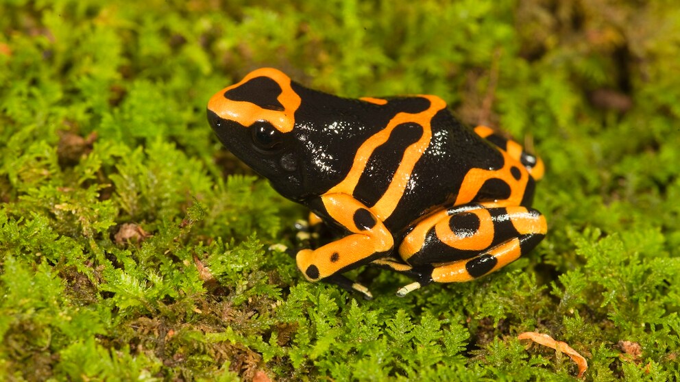Pfeilgiftfrosch auf Moos