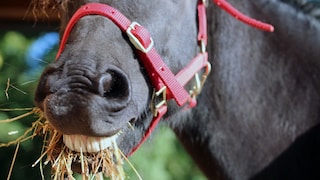 Pferd kaut Heu