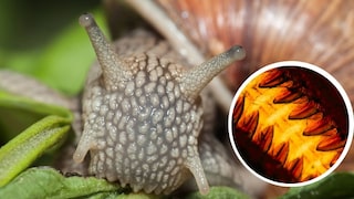 Collage aus Weinbergschnecke beim Fressen und Nahaufnahme der Raspelzunge (Radula)