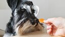 Hund riecht an St&uuml;ck Karotte