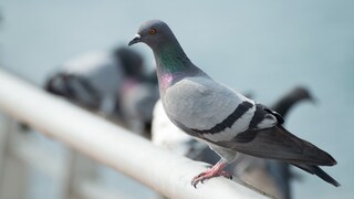 Taube auf einem Geländer