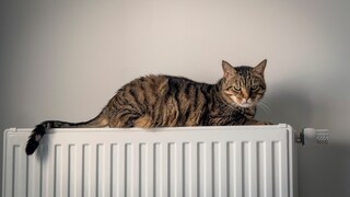 Getigerte Katze liegt auf Heizung