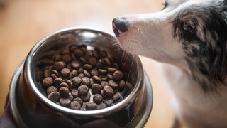 Hund riecht an Napf mit Trockenfutter