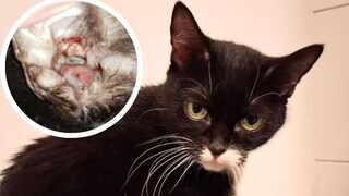 Katze Kicia und ein blutiger Polyp im Ohr (Kreis)