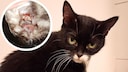Katze Kicia und ein blutiger Polyp im Ohr (Kreis)