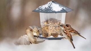 Vögel im Winter an einem Futterspender mit Samen