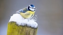 Blaumeise im Schnee