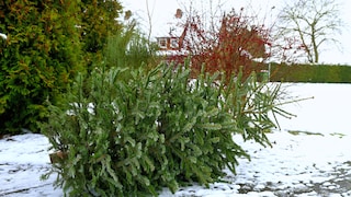 Weihnachtsbaum liegt draußen zur Abholung