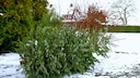 Weihnachtsbaum liegt draußen zur Abholung
