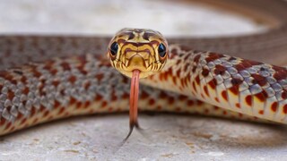 Schwarznatter schaut neugierig in die Kamera