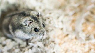 Hamster in Sägespänen