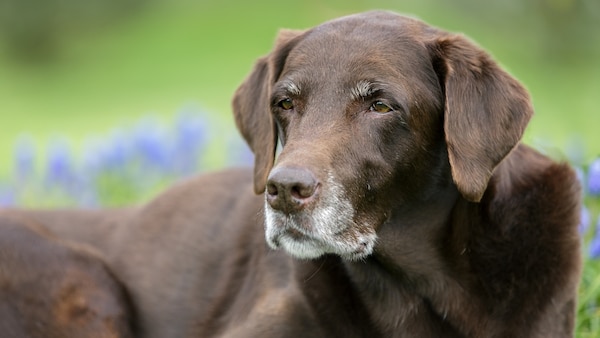 Alter brauner Labrador