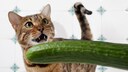 Verwirrter Katze wird eine Gurke vorgehalten