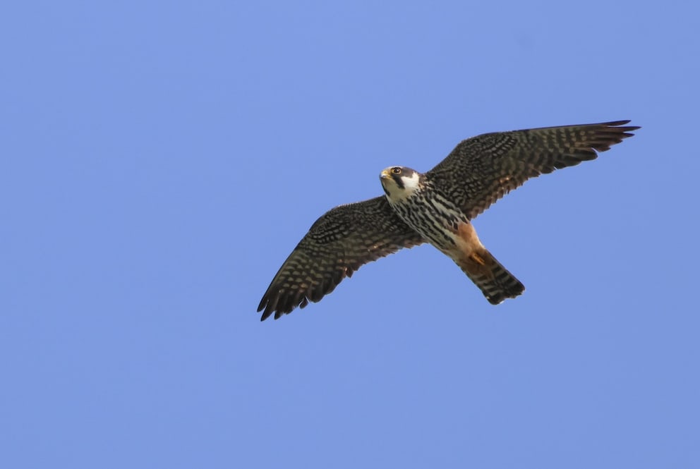 Hobby in flight