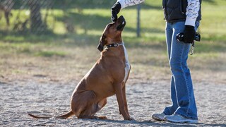 Hund beim Obedience Training