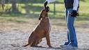 Hund beim Obedience Training