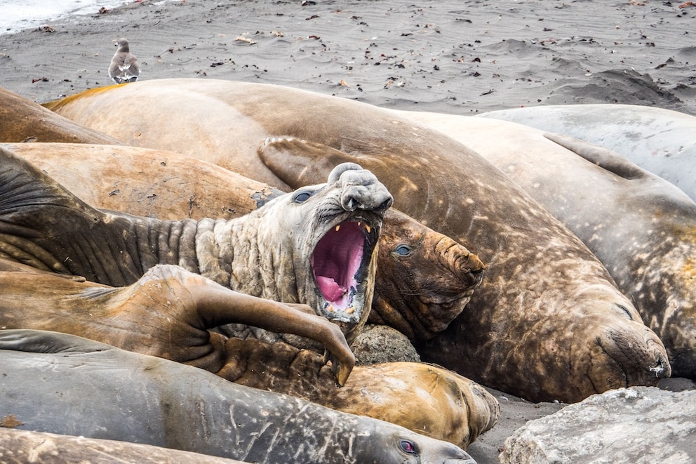 See-Elefanten besetzen dicht den Platz zwei, hinter den Afrikanischen Savannenelefanten, der Tiere die am wenigsten Schlaf brauchen.